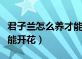 君子兰怎么养才能开花图片（君子兰怎么养才能开花）