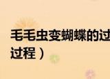 毛毛虫变蝴蝶的过程怎么画（毛毛虫变蝴蝶的过程）