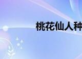 桃花仙人种桃树（桃花仙人）