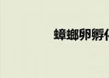 蟑螂卵孵化时间（蟑螂卵）