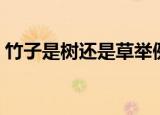 竹子是树还是草举例说明（竹子是树还是草）