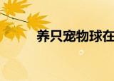 养只宠物球在哪玩（养只宠物球）