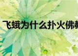 飞蛾为什么扑火佛教说法（飞蛾为什么扑火）