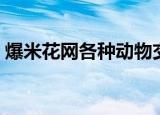 爆米花网各种动物交流视频（爆米花网视频）