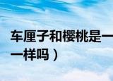 车厘子和樱桃是一个物种吗（车厘子和樱桃是一样吗）