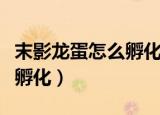 末影龙蛋怎么孵化出来手机版（末影龙蛋怎么孵化）