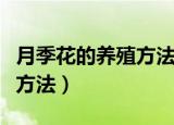 月季花的养殖方法和注意事项（月季花的养殖方法）