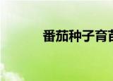 番茄种子育苗方法（番茄种子）