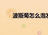 波斯菊怎么泡发芽（波斯菊怎么种）