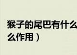 猴子的尾巴有什么作用视频（猴子的尾巴有什么作用）