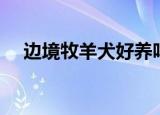 边境牧羊犬好养吗（边境牧羊犬好养吗）