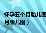 怀孕五个月胎儿图和胎儿发育情况（怀孕五个月胎儿图）