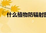 什么植物防辐射图片（什么植物防辐射）