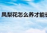 凤梨花怎么养才能长得茂盛（凤梨花怎么养）