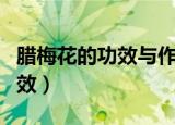腊梅花的功效与作用腊梅花图片（腊梅花的功效）