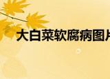 大白菜软腐病图片大全（大白菜软腐病）