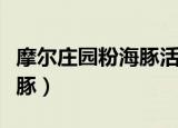 摩尔庄园粉海豚活动截止时间（摩尔庄园粉海豚）