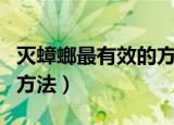 灭蟑螂最有效的方法土办法（灭蟑螂最有效的方法）