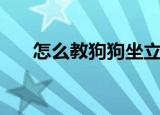 怎么教狗狗坐立（怎么教狗狗大小便）