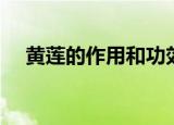 黄莲的作用和功效与禁忌（黄莲的作用）