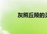 灰熊丘陵的灵魂兽（灰熊丘陵）