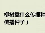 柳树靠什么传播种子二年级作业（柳树靠什么传播种子）