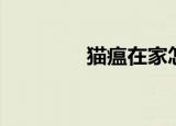 猫瘟在家怎么治疗（猫瘟）