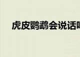 虎皮鹦鹉会说话吗（虎皮鹦鹉会说话吗）