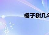 榛子树几年结果（榛子树）