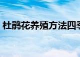 杜鹃花养殖方法四季开花（杜鹃花养殖方法）