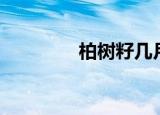 柏树籽几月采摘（柏树籽）