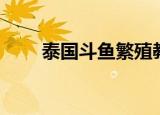 泰国斗鱼繁殖教程（泰国斗鱼繁殖）