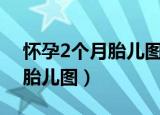怀孕2个月胎儿图胎儿发育指标（怀孕2个月胎儿图）