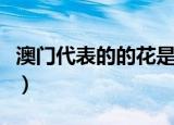 澳门代表的的花是什么（澳门代表的的花是啥）