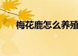 梅花鹿怎么养殖（梅花鹿养殖的方法）