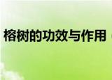 榕树的功效与作用（榕树有什么功效与作用）