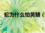 蛇为什么怕黄鳝（蛇怕黄鳝的原因是什么）