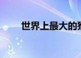 世界上最大的猴子是（大家都知道）