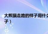 大熊猫走路的样子用什么来形容（如何形容大熊猫走路的样子）