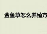 金鱼草怎么养殖方法（金鱼草的养殖方法）