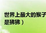 世界上最大的猴子是什么（世界上最大的猴子是狒狒）