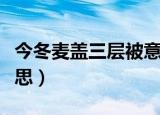 今冬麦盖三层被意思（今冬麦盖三层是什么意思）