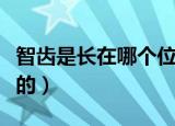 智齿是长在哪个位置的（智齿是长在什么位置的）