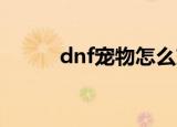 dnf宠物怎么交易（怎么卖宠物）
