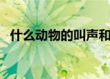 什么动物的叫声和猫咪差不多（原来是它）
