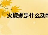 火蝾螈是什么动物（火蝾螈的动物属性）