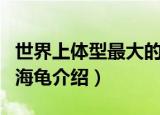 世界上体型最大的海龟是（世界上体型最大的海龟介绍）