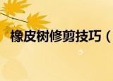 橡皮树修剪技巧（橡皮树修剪技巧是什么）