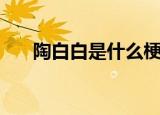 陶白白是什么梗（陶白白是什么意思）