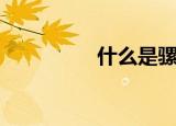 什么是骡子（骡子介绍）